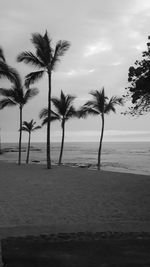 Palm trees on beach