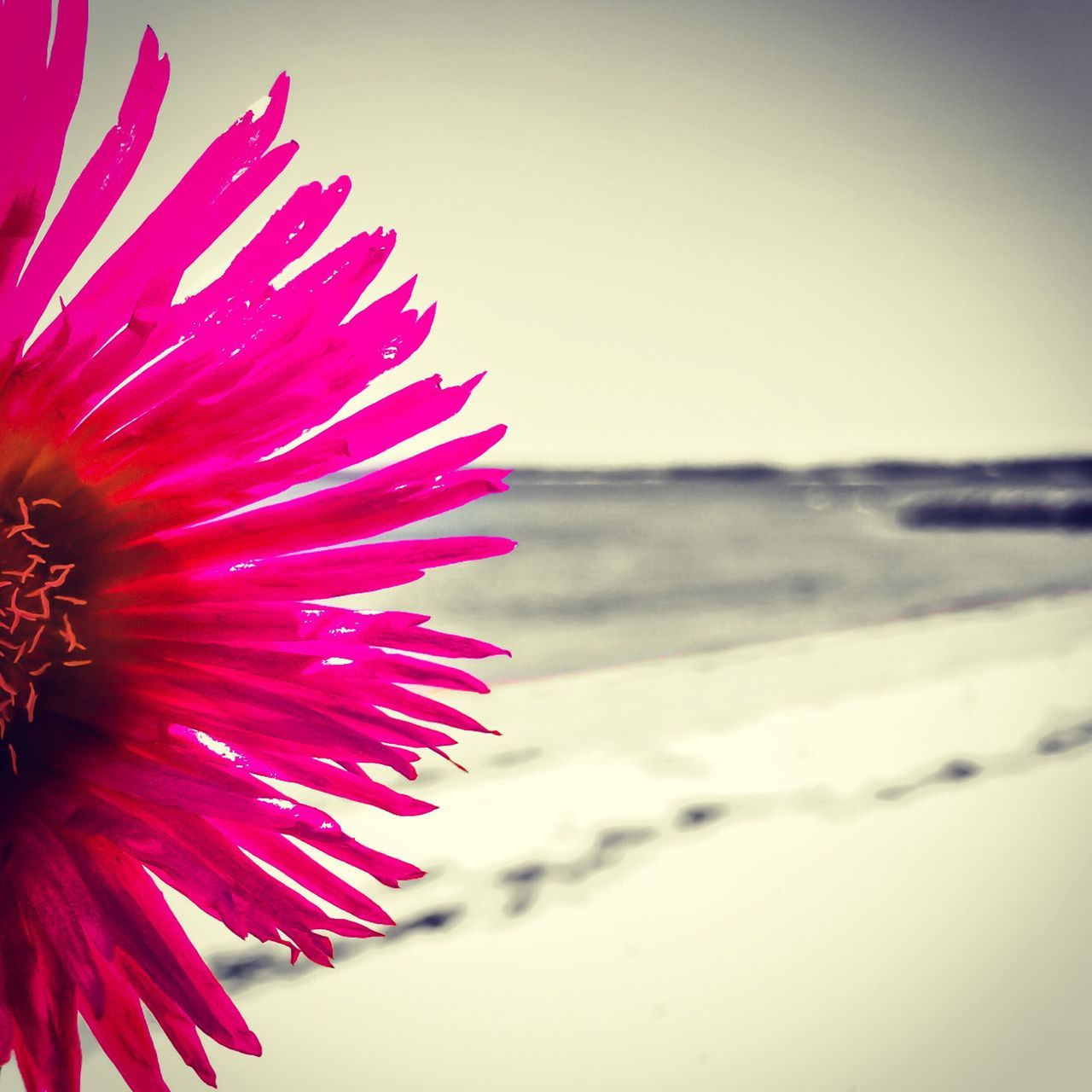 flower, petal, flower head, freshness, fragility, beauty in nature, single flower, close-up, clear sky, nature, focus on foreground, growth, pink color, copy space, pollen, selective focus, no people, red, pink, blooming