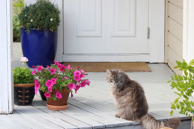 Cat sitting on flower pot