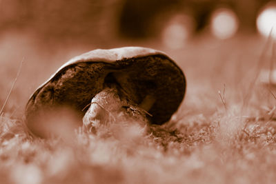 Close-up of mushroom growing on field