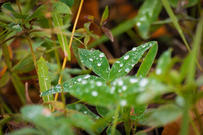 Close-up of wet plant leaves during rainy season