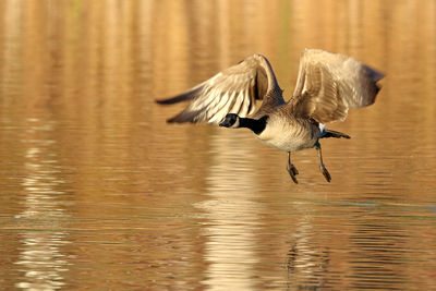 Canada goose flying over lake