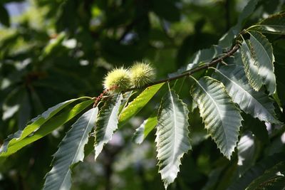 Close-up of flower growing on tree