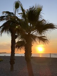 Palm tree by sea against sky during sunset