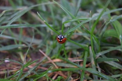 High angle view of ladybug on grass