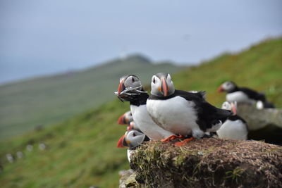 Large group of atlantic puffins