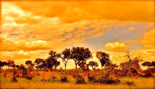 Trees on landscape against sky during sunset