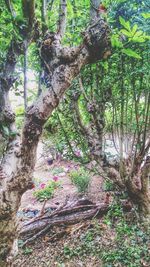 Trees growing in forest