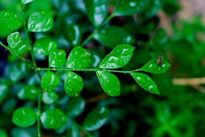 Close-up of raindrops on leaves