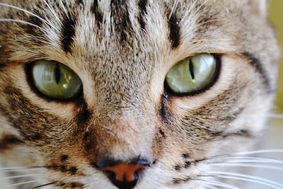 Close-up portrait of a cat