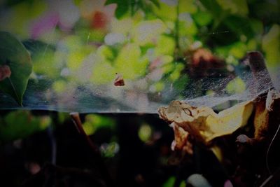 Close-up of lizard on plant