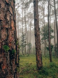 Pine trees in forest