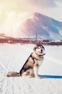 Dog on snowcapped mountain against sky