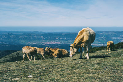 Sheep grazing in a field