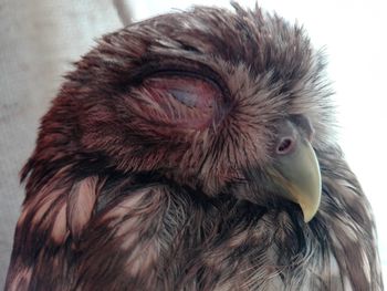 Close-up of a owl