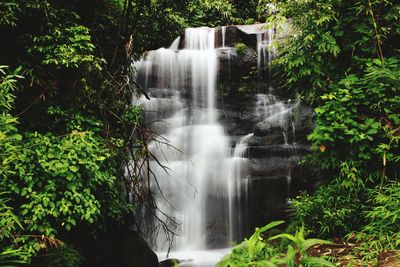 Stream flowing through forest