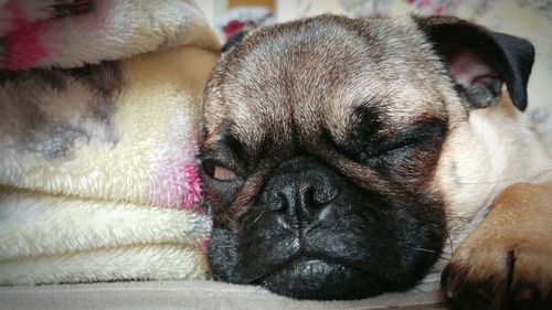 Close-up of pug relaxing on blanket