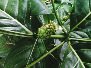 Close-up of fruit growing on plant