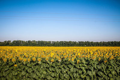 Scenic view of yellow flower field against clear sky