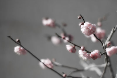 Close-up of cherry blossoms in spring