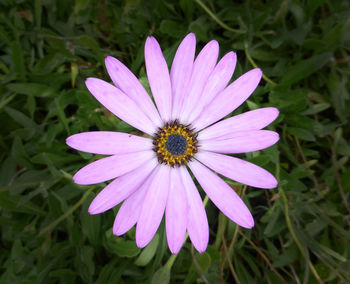 Close-up of purple daisy blooming outdoors