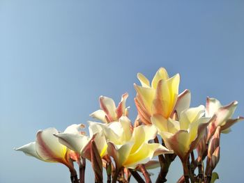 Low angle view of flowering plant against clear sky