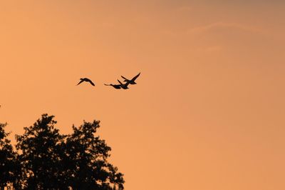 Low angle view of silhouette bird flying in sky