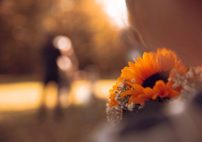 Close-up of orange flower against blurred background