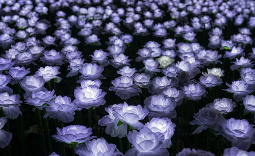 Close-up of purple flowering plants