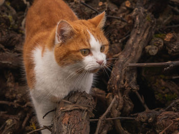 Close-up of a cat looking away