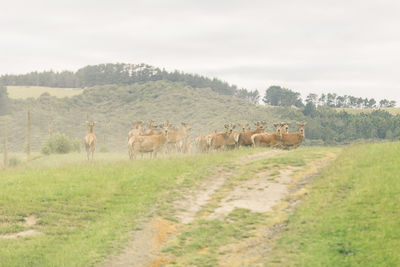 Sheep grazing on field against sky