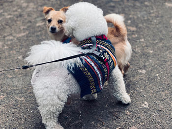 Dogs standing on street