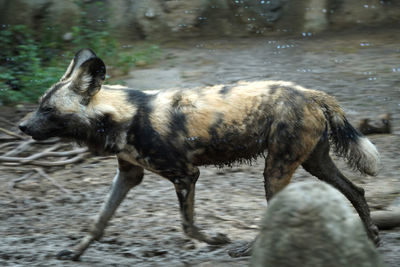 animal