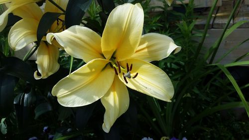 Close-up of yellow flower