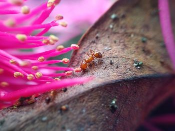 Ants are foraging on dry leaves. beautiful animals, indonesia, february 2022