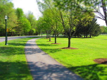 Road passing through park