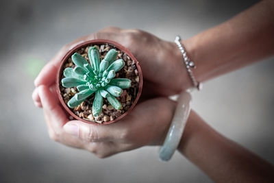 High angle view of woman hand holding succulent plant