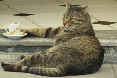 Close-up of a cat sitting on table