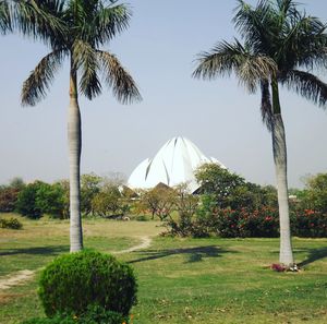 Palm trees on field against clear sky