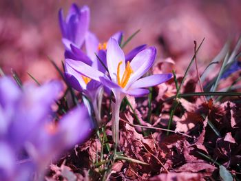 Close-up of purple crocus flowers on land