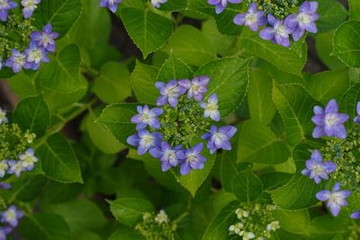 Close-up of purple flowers