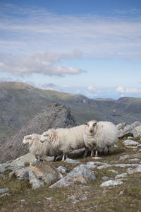 Three sheep - north wales, may 2022