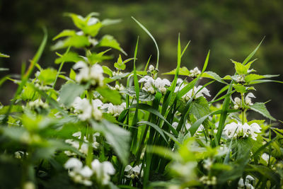 Close-up of white flowering plants on field