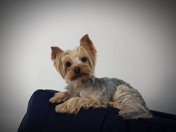 Portrait of dog against white background