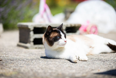 Close-up of a cat sitting on footpath