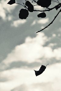 Close-up of bird flying against sky