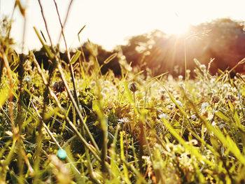 Close-up of grass growing on field against bright sun