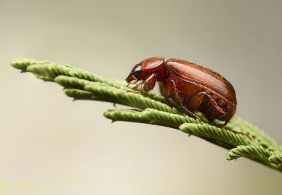 Close-up of insect against green background