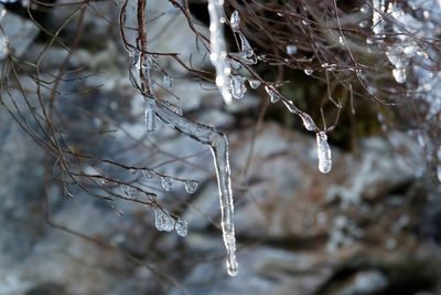 Close-up of frozen plants against blurred background