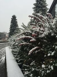 Close-up of tree against sky during winter